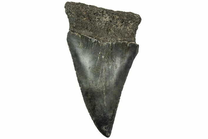 Fossil Broad-Toothed Mako Tooth - South Carolina #214665